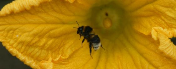 bumblebee